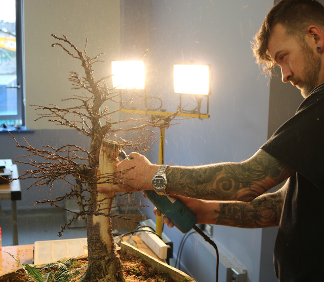 bonsai larch ireland